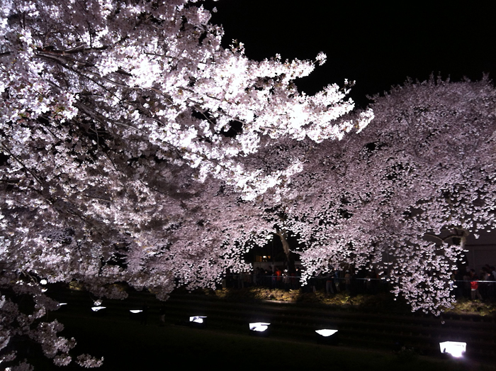 シーグラスアート ♡秋の夜長と桜ランプ♡ 桜 きのこランプ