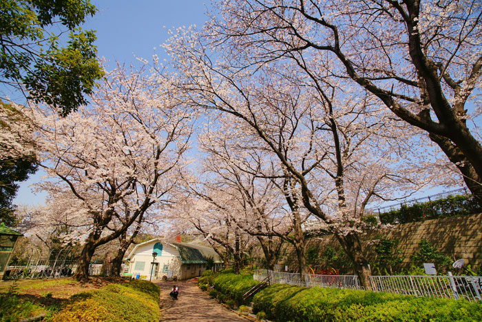 根岸森林公園　競馬記念公苑_e0077521_1812277.jpg