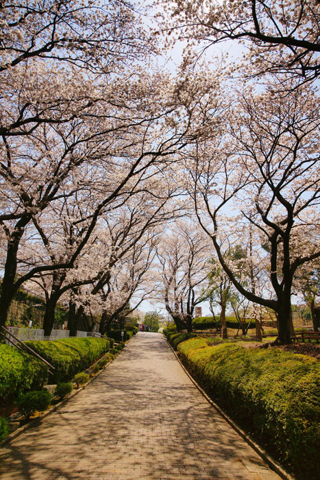 根岸森林公園　競馬記念公苑_e0077521_1812899.jpg