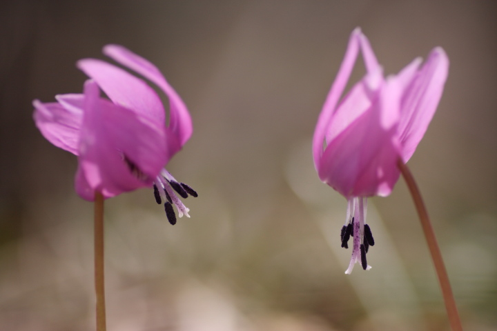 弥彦山の春の花_e0169421_16344390.jpg