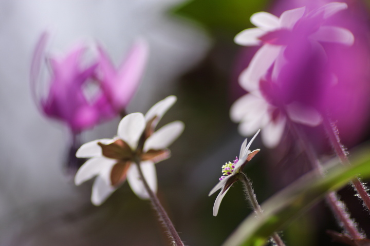 弥彦山の春の花_e0169421_16344676.jpg