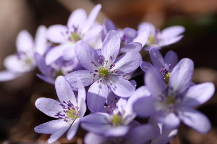 弥彦山の春の花_e0169421_1635161.jpg