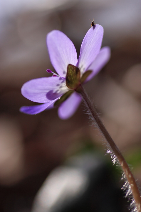 弥彦山の春の花_e0169421_16354715.jpg