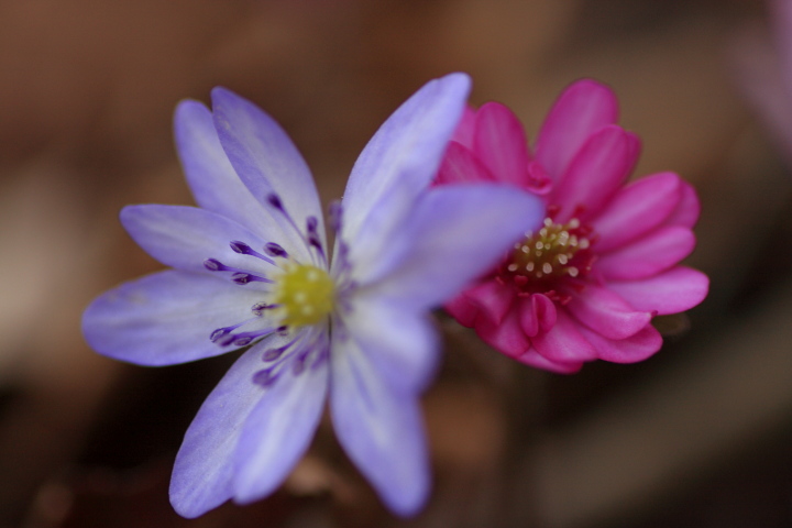 弥彦山の春の花_e0169421_1639012.jpg