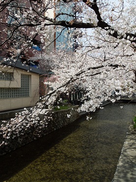 都は桜満開・・・　　　～京都～_c0235725_1024228.jpg