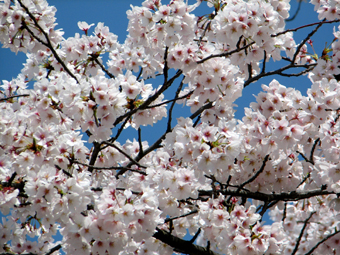 ザ・京都の桜(2012.4.14)　_b0080027_9522314.jpg