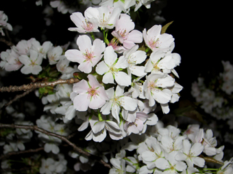 ザ・京都の桜(2012.4.14)　_b0080027_9532058.jpg