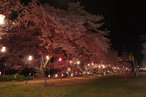 夜桜見物_a0222229_1474326.jpg