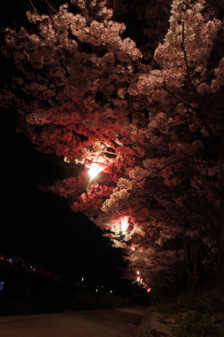 夜桜見物_a0222229_1485687.jpg