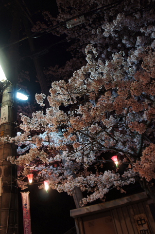 夜桜見物_a0222229_152059.jpg