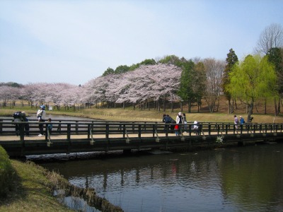 桜も良いけど・・_b0100229_14295681.jpg
