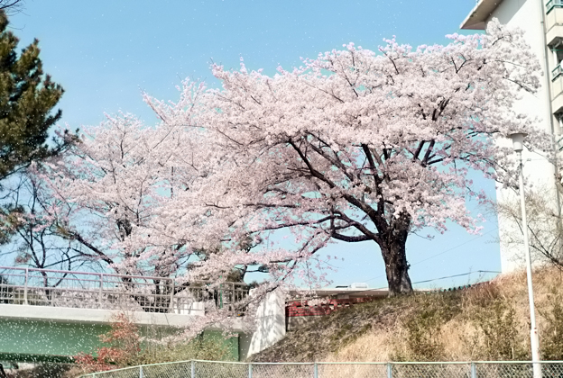 桜_e0159231_17415975.jpg