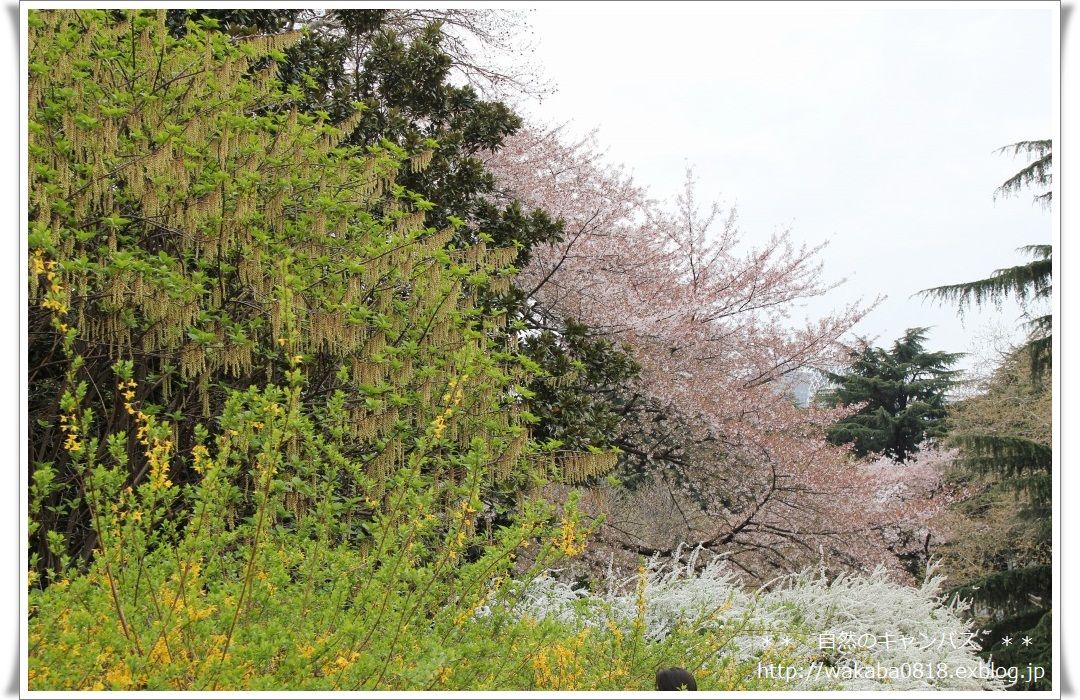 新宿御苑は桜花爛漫＼(^o^)／_e0052135_17833100.jpg