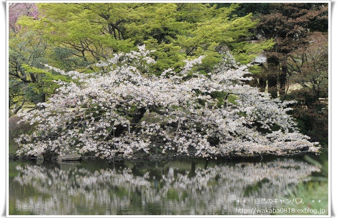 新宿御苑は桜花爛漫＼(^o^)／_e0052135_1793844.jpg