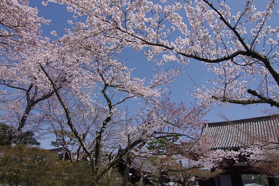 2012　石山寺の桜　（Ishiyama-dera Temple）_a0031741_18111042.jpg