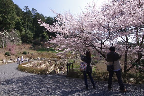 2012　石山寺の桜　（Ishiyama-dera Temple）_a0031741_188037.jpg