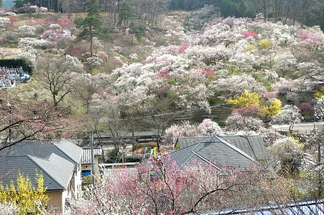 東京花散歩 吉野梅郷 梅の公園 Happy Photo Life