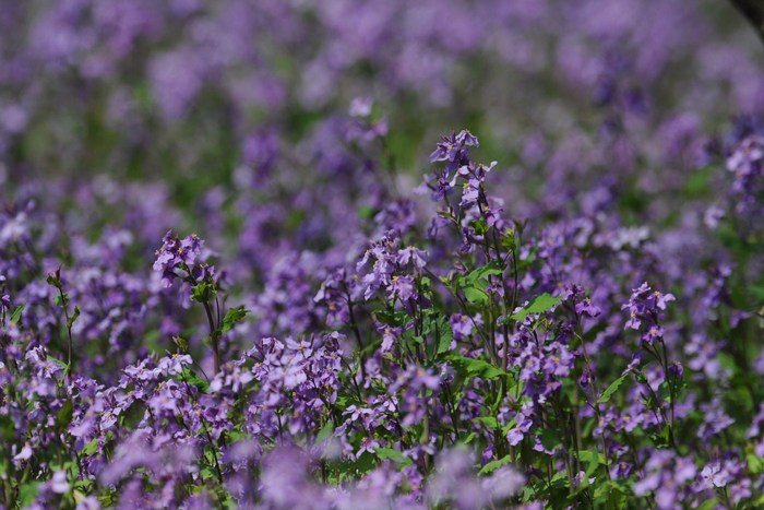 春の花たち・・・_c0233349_21381154.jpg