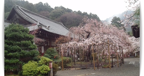 今年の桜は_c0049950_22382149.jpg