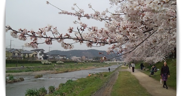 今年の桜は_c0049950_22414928.jpg