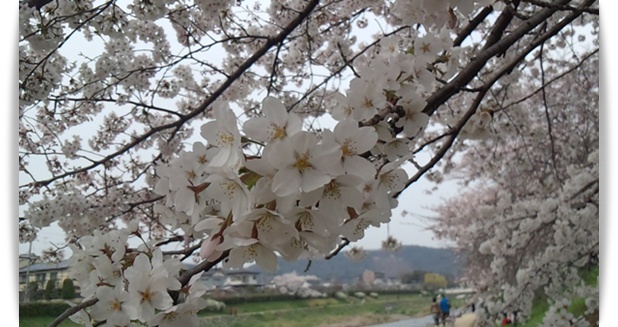 今年の桜は_c0049950_22422275.jpg