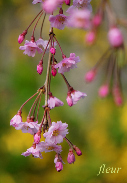 八重紅枝垂れ桜（crystal-wayの作品）_e0053850_8543131.jpg