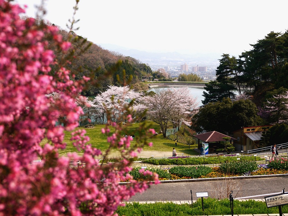 　　和歌山県植物公園緑花センター　_b0093754_2221436.jpg