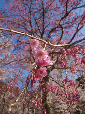 桜_d0111558_20312626.jpg