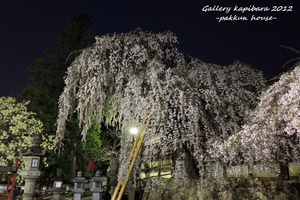 2012　桜事情　氷室神社編_a0148860_2175837.jpg