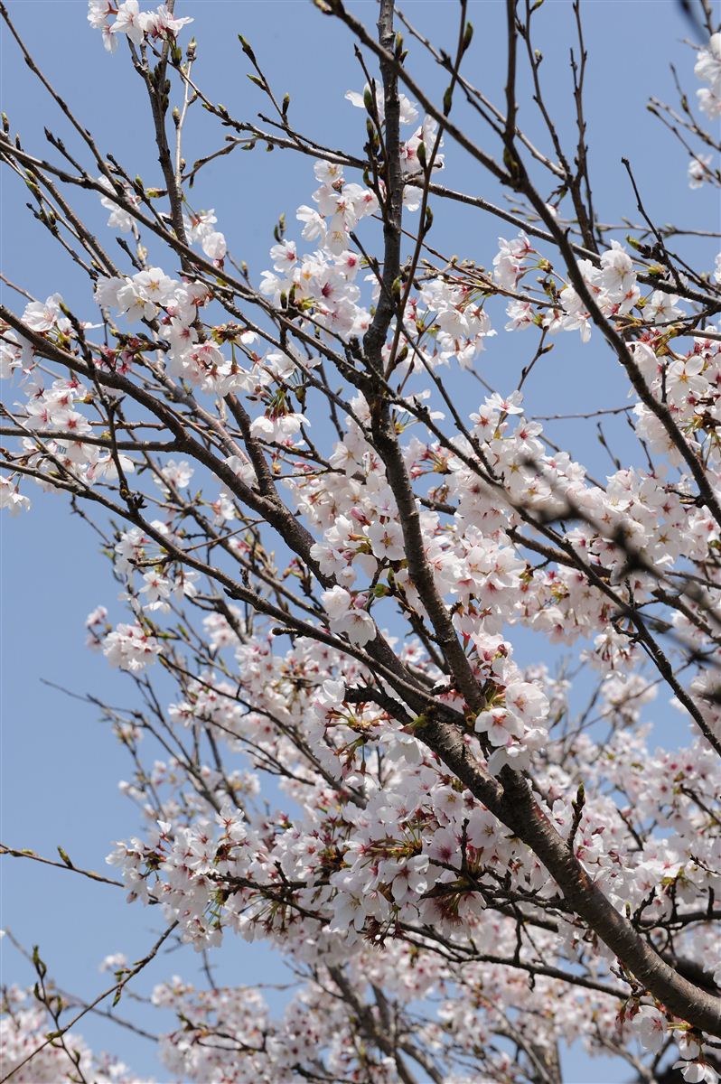 八幡川の桜 #3_b0228461_0571866.jpg