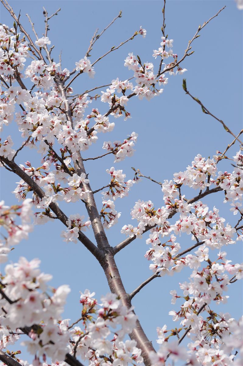 八幡川の桜 #6_b0228461_1102686.jpg