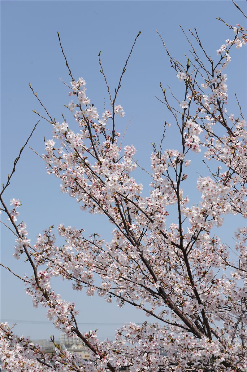 八幡川の桜 #7_b0228461_1142265.jpg