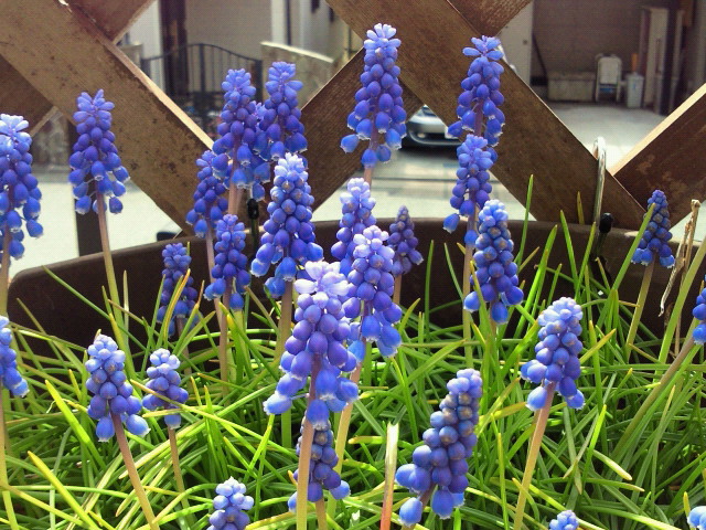 早春の青紫ムスリカ コロ ガーデン