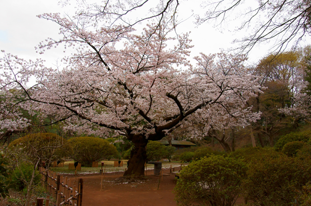 神田川桜逍遙と六義園、そして市ヶ谷の桜_a0031363_1673089.jpg