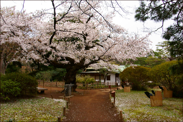 神田川桜逍遙と六義園、そして市ヶ谷の桜_a0031363_1695069.jpg