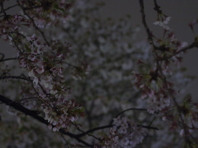 sakura_b0122664_9181184.jpg