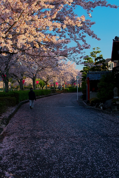 桜の道_b0221065_23355554.jpg