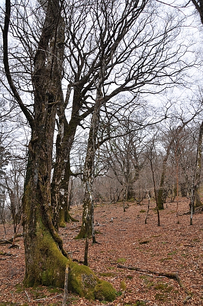 熊本の白鳥山～時雨岳を縦走しました_e0013365_8442486.jpg