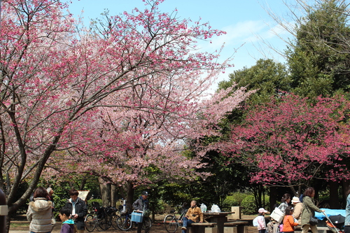 ぽかぽかのお花見_e0258469_15254553.jpg