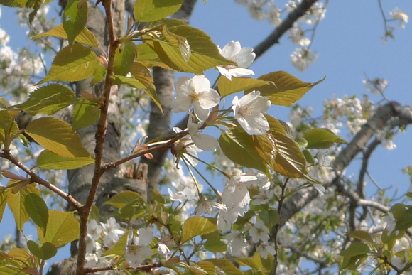 2012-桜　その④_b0151371_23375151.jpg