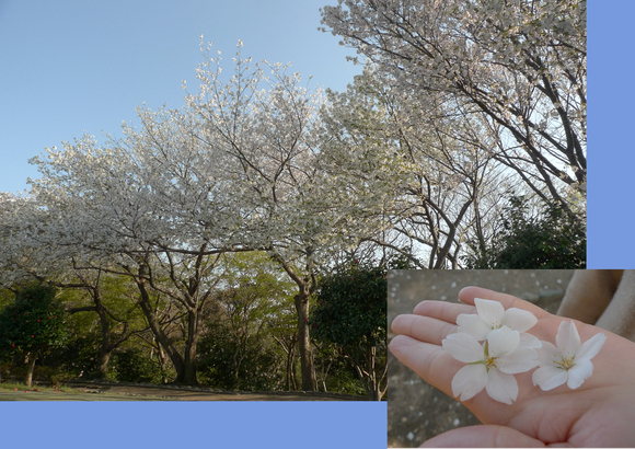 2012-桜　その④_b0151371_23451656.jpg