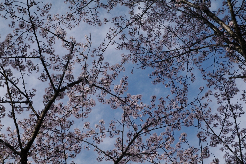 都幾川桜堤2012_b0104774_13481875.jpg