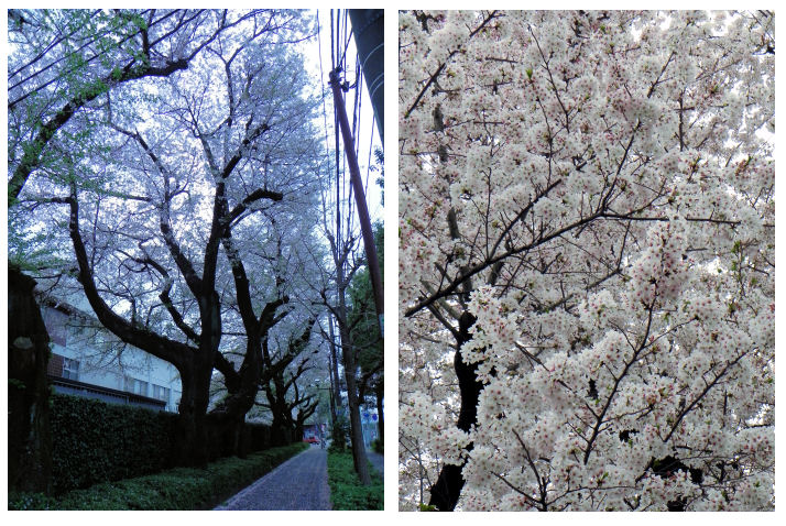 春色リース＆お散歩_a0192475_10573888.jpg