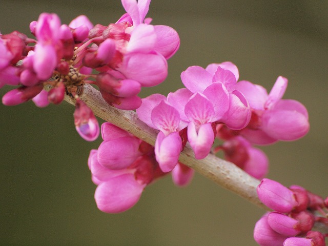 綺麗な蘇芳 花 すべての美しい花の画像