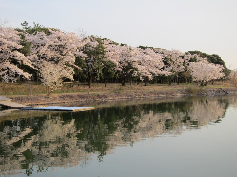 愛知池の桜_e0275976_2144931.jpg