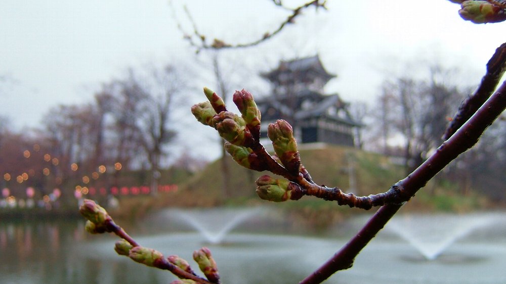 高田公園の桜!_e0065084_20371235.jpg