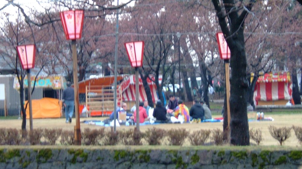 高田公園の桜！_e0065084_20373570.jpg