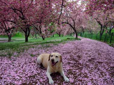 セントラルパークの桜_f0182885_9432768.jpg