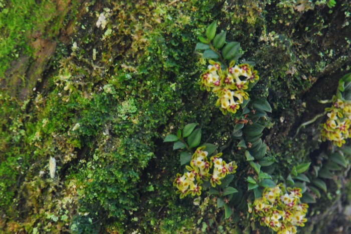 【オープニング大セール】 野生蘭☆モミラン 山野草｜ラン その他観葉植物