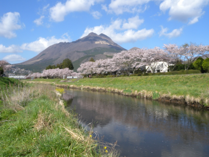 今日の桜_b0216495_19531810.jpg